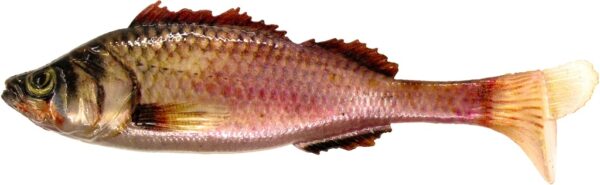 JAKKI AITOKALA jigi 10kpl 7cm väri 010